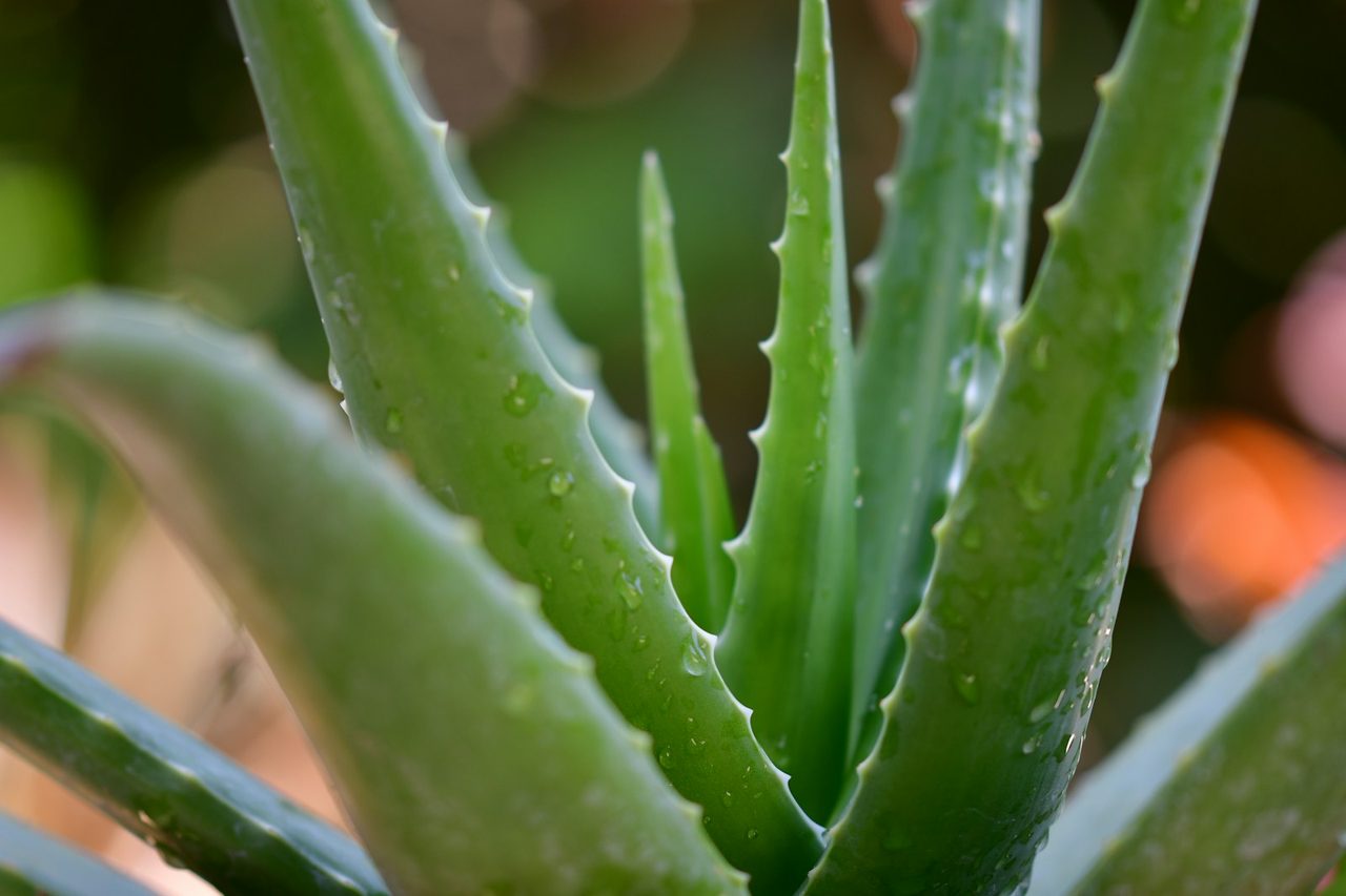 Aloe-Vera-Pflanze mit Wassertropfen auf den Blättern
